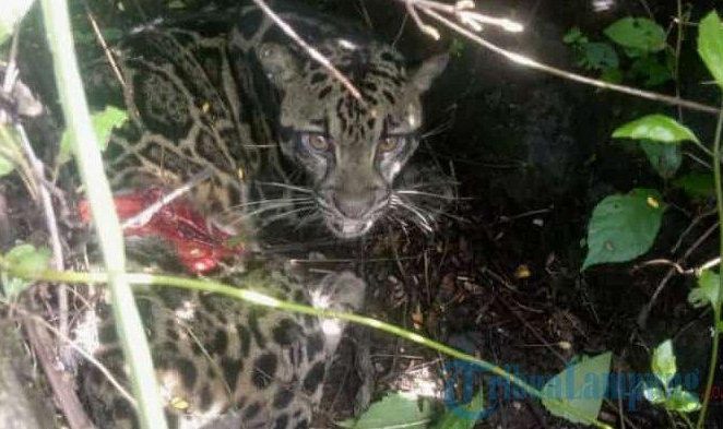 Warga Lampung Barat Dikejutkan Kemunculan Macan Tutul