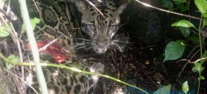 Warga Lampung Barat Dikejutkan Kemunculan Macan Tutul