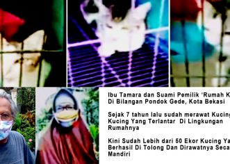Ibu Tamara Rela “Rogoh Kocek”, Demi Bantu Kucing Terlantar