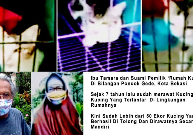 Ibu Tamara Rela “Rogoh Kocek”, Demi Bantu Kucing Terlantar