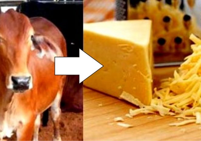 Cara Praktis Membuat Keju dari ‘Susu Sapi’
