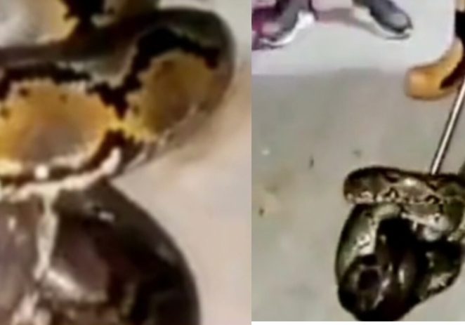 Petugas Damkar Kab.Indramayu ‘Tangkap Ular Sanca Batik’ Sepanjang 4,5meter.