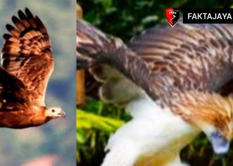 Warga Karawang ‘Gempar’, Ribuan Burung Pemangsa dari Rusia Tampak di Pegunungan Sanggabuana.