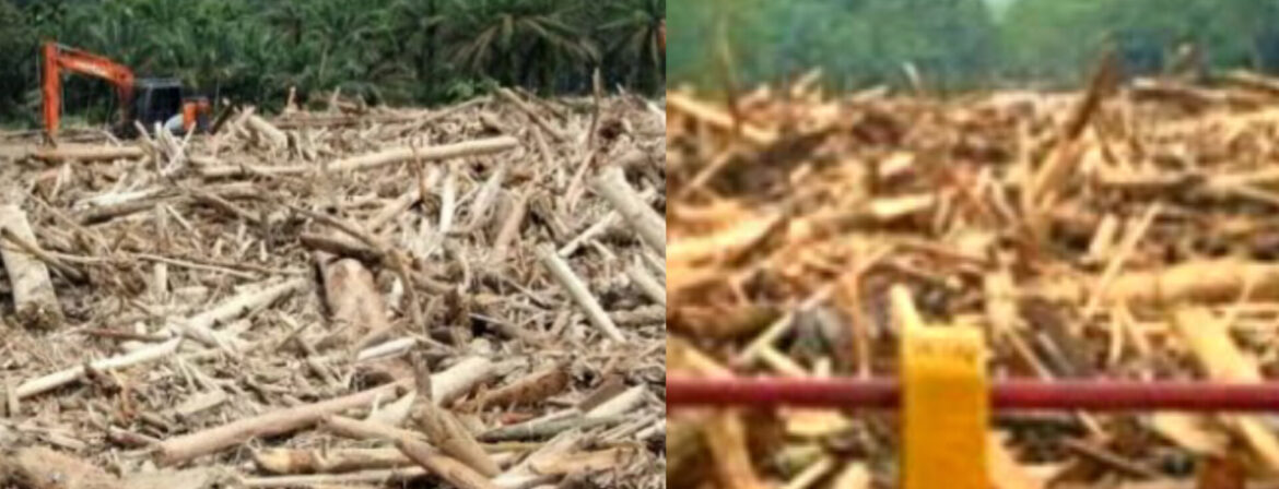 Gelondongan Kayu Bukti Banjir di Sumatera Akibat Ulah Manusia