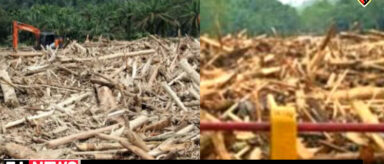 Gelondongan Kayu Bukti Banjir di Sumatera Akibat Ulah Manusia